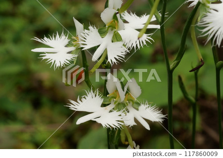 花園草 花園草 117860009