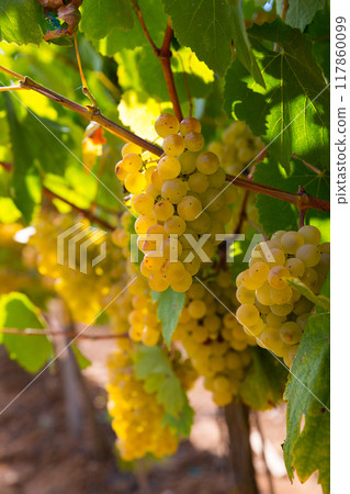 White grapes on branch on vineyard 117860099