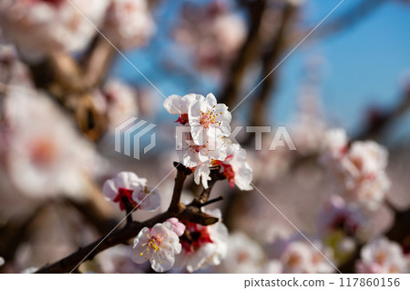 Blooming apricot trees in early spring 117860156