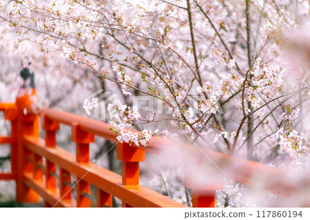 Red bridge and cherry blossoms Red bridge and cherry blossoms 117860194