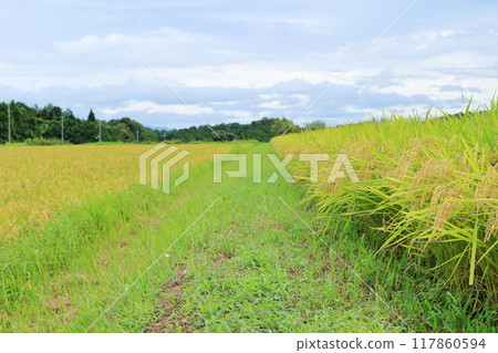 稻田裡的稻米等待收割 稻田裡的稻米等待收割 117860594