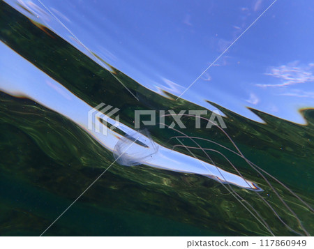 Anemone jellyfish swimming on the surface of the water Anemone jellyfish swimming on the surface of the water 117860949
