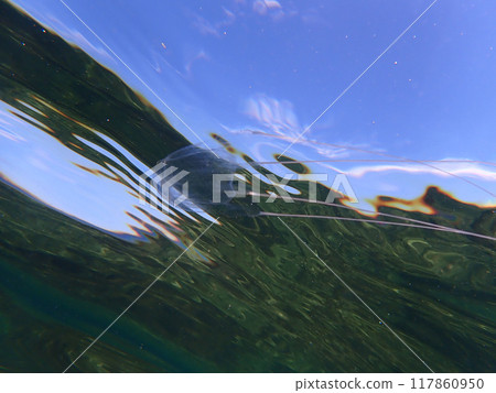 安東水母 117860950