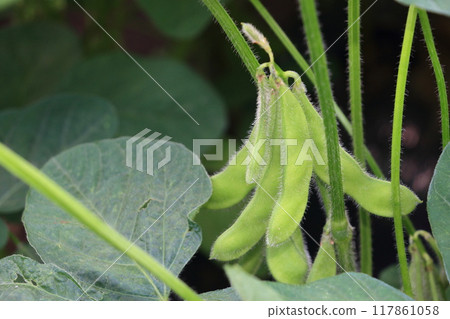 Green soybeans green soybeans green soybeans waiting to be harvested Green soybeans green soybeans green soybeans waiting to be harvested 117861058