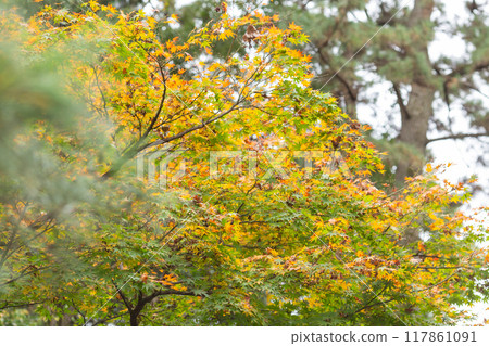 [Japan] Yellow and red leaves at Samukawa Shrine in Kanagawa Prefecture 117861091