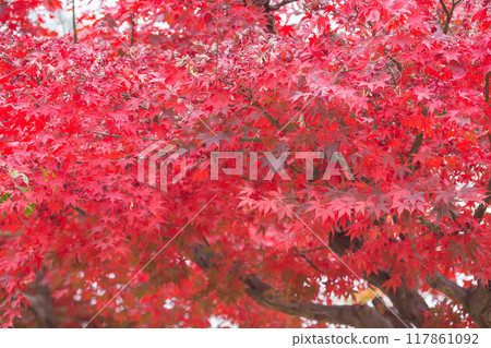 [Japan] Bright red maple leaves at Samukawa Shrine in Kanagawa Prefecture 117861092