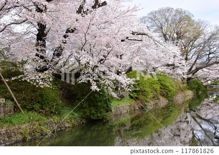 Takasaki City, Gunma Prefecture Takasaki Castle Ruins Park Moat in full bloom Takasaki City, Gunma Prefecture Takasaki Castle Ruins Park Moat in full bloom 117861826