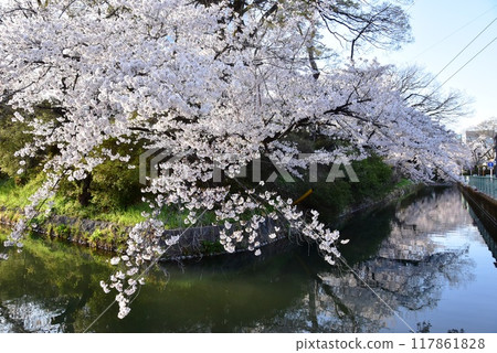 Takasaki City, Gunma Prefecture Takasaki Castle Ruins Park Moat in full bloom Takasaki City, Gunma Prefecture Takasaki Castle Ruins Park Moat in full bloom 117861828