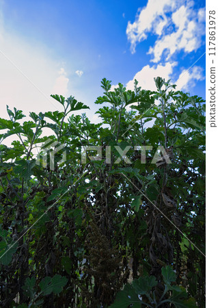 Weed Weed 117861978