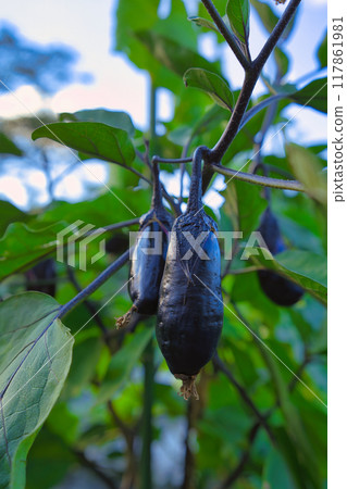 Eggplants near harvest Eggplants near harvest 117861981