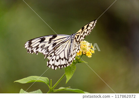 燕尾蝴蝶吮吸花蜜 117862072