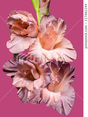 Blooming gladiolus chocolate on a pink background 117862144