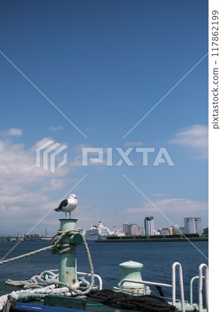 seagull seagull 117862199