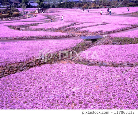 永作寺芝櫻庭園/花毯 / 兵庫縣三田市 永作寺芝櫻庭園/花毯 / 兵庫縣三田市 117863132