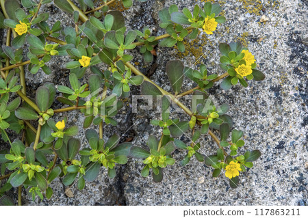 Flower of Portulaca oleracea 117863211