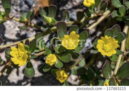 Portulaca oleracea花 Portulaca oleracea花 117863215