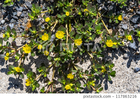 Flower of Portulaca oleracea Flower of Portulaca oleracea 117863216