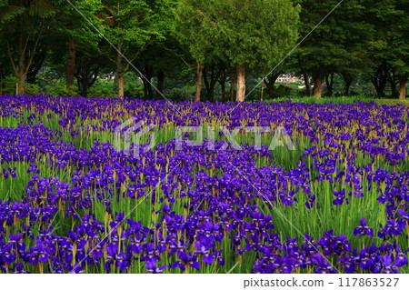 Ayameen on the shores of Lake Kinshu in summer 117863527