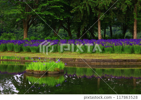 Ayameen on the shores of Lake Kinshu in summer Ayameen on the shores of Lake Kinshu in summer 117863528