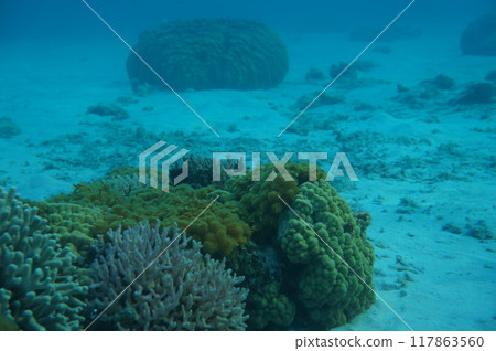 透明海 慶良間諸島 透明海 慶良間諸島 117863560