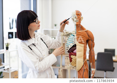 Medical professional explaining human anatomy using model in modern classroom Medical professional explaining human anatomy using model in modern classroom 117863934