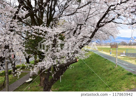 高崎市:烏川西岸和山脈上盛開的櫻花樹 高崎市:烏川西岸和山脈上盛開的櫻花樹 117863942
