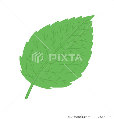 Leaf structure: reticulated venation 117864028