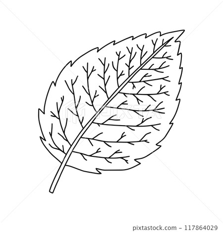 Leaf structure, reticulated venation, line drawing 117864029