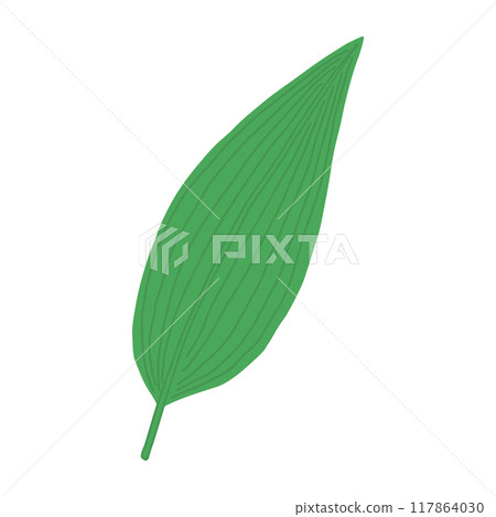 Leaf structure: Parallel veins Leaf structure: Parallel veins 117864030