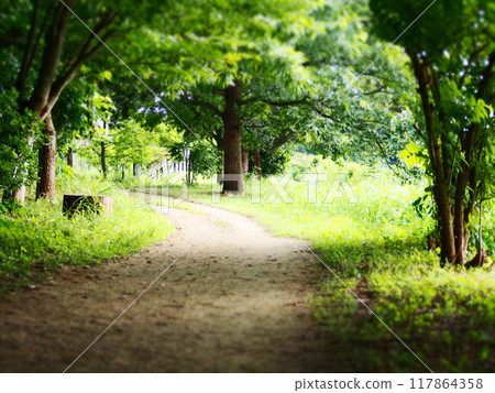 Narrow path with sunlight filtering through the trees 117864358