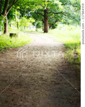 Narrow path with sunlight filtering through the trees 117864359