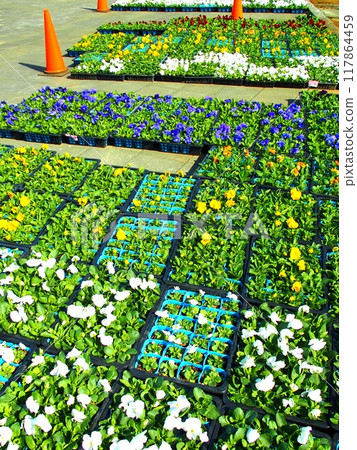 Pansies for replanting in a flowerbed in a spring park 117864459