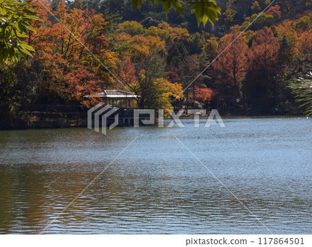 Autumn leaves at Takaragaike (Takaragaike Park) Autumn leaves at Takaragaike (Takaragaike Park) 117864501