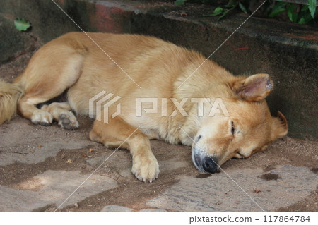 A picture of sleeping dog A picture of sleeping dog 117864784