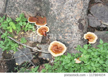 Mushroom tree image with selective focus Mushroom tree image with selective focus 117864834