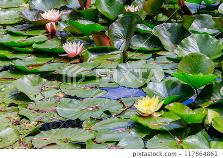 Beautiful water lily (Nymphaea) in a lake Beautiful water lily (Nymphaea) in a lake 117864861