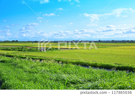 A sea of gold, rice fields waiting to be harvested, cityscape in the distance, Saitama City 117865036