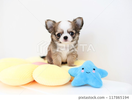Chihuahua puppy 2 months old Chihuahua puppy 2 months old 117865194