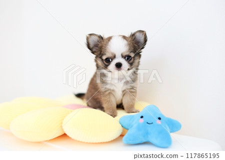 Chihuahua puppy 2 months old Chihuahua puppy 2 months old 117865195