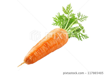 Fresh Imperator carrot with green leaves isolated on a white background. 117865485