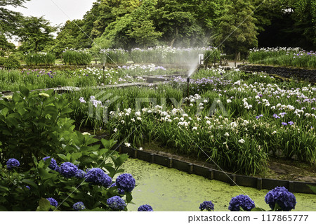 Iris Garden on Mt. Utatsu 117865777