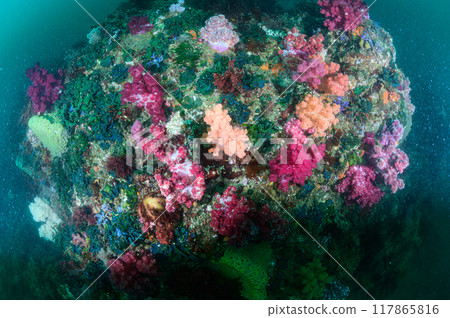 Colorful corals underwater 117865816