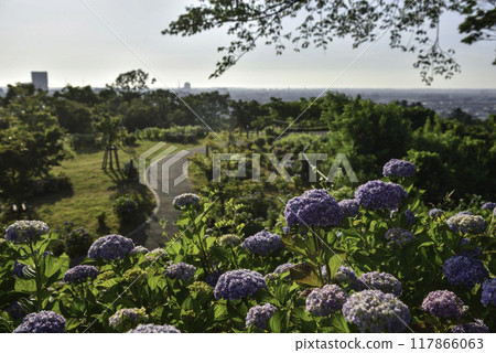 Hydrangeas bloom at the Utatsuyama Observation Hill 117866063