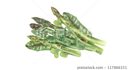 Boiled cooked asparagus pile with chard leaves and sprinkle of chopped herbs on top watercolor illustration. Healthy tasty young spring vegetable stem. For restaurant menu design, cookbook, recipes 117866331