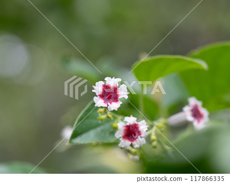 Small white and red spider vine Small white and red spider vine 117866335