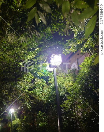 Street trees illuminated by street lights Street trees illuminated by street lights 117866449
