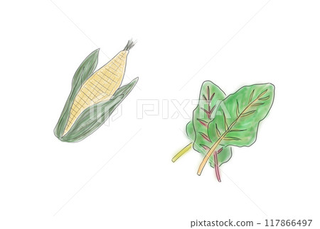 玉米和瑞士甜菜的數位手繪插圖 玉米和瑞士甜菜的數位手繪插圖 117866497