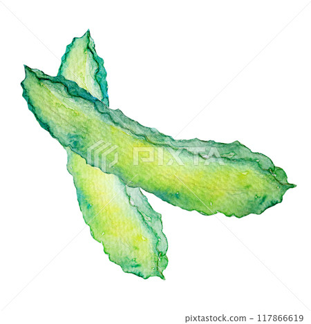 水彩插圖鹿豆 水彩插圖鹿豆 117866619
