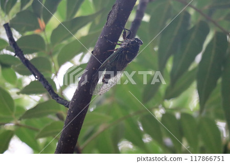 A scene of a cicada resting on a branch of a tree with green leaves A scene of a cicada resting on a branch of a tree with green leaves 117866751