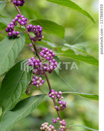 可愛的komurasaki水果 117866950